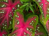 Farbenfrohes großes Blatt des Buntwurz